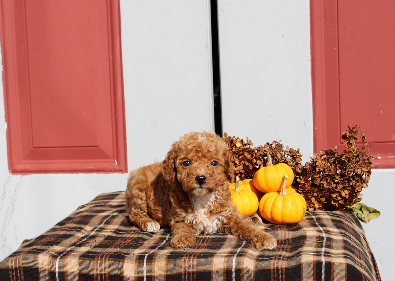 puppy, for, sale, Mini Poodle, Matthew B. Stoltzfus, dog, breeder, Gap, PA, dog-breeder, puppy-for-sale, forsale, nearby, find, puppyfind, locator, puppylocator, aca